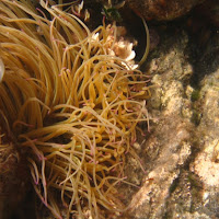 Anemone con pesciolini di 