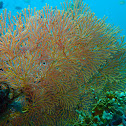 Knotted fan coral