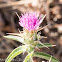 Thistle Flower