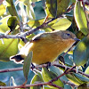 Yellow Thornbill