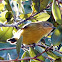 Yellow Thornbill