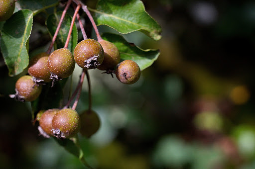 Pyrus cordata