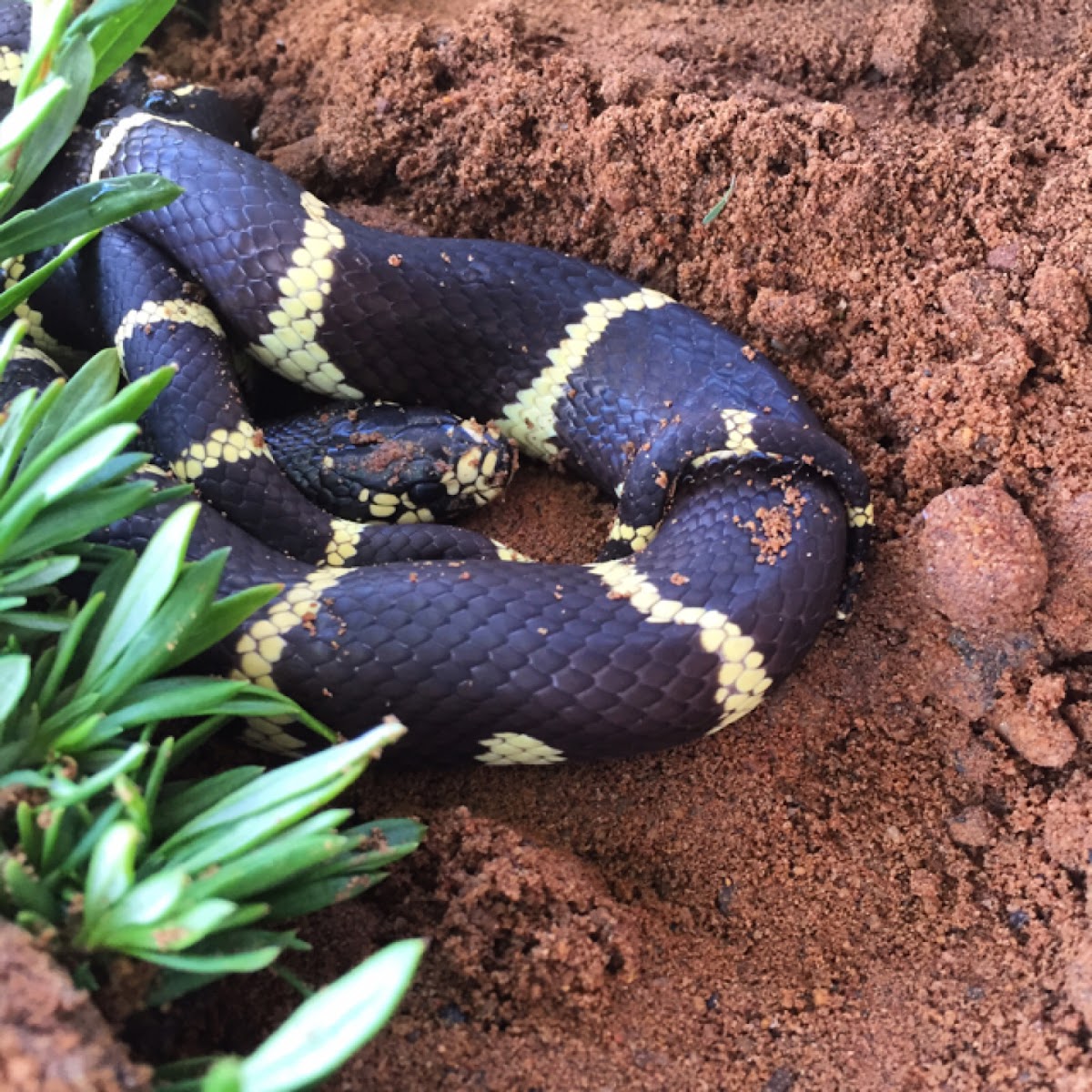 CA king snake