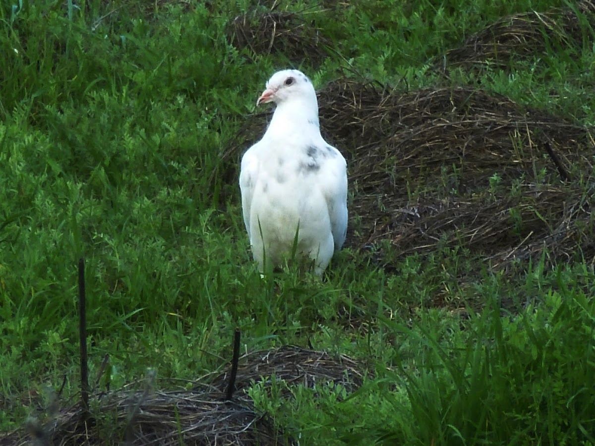 Rock Dove