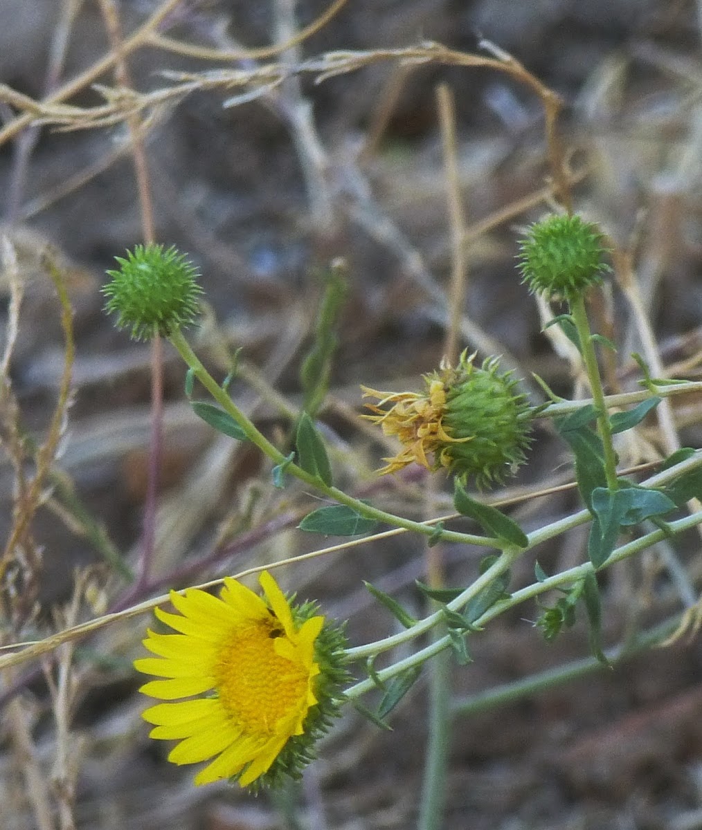 Gum plant