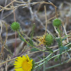 Gum plant