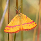 Purple-barred Yellow