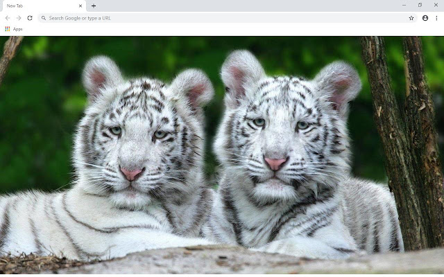 White Tiger Wallpapers and New Tab