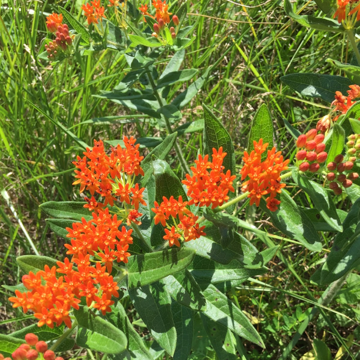 Butterfly weed (milkweed)