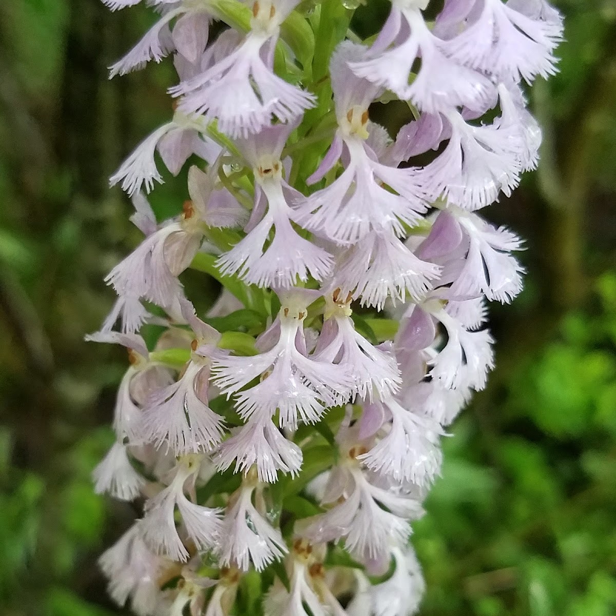 Platanthera × andrewsii