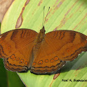 Brown Pansy