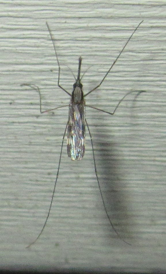 Woodland Malaria Mosquito female