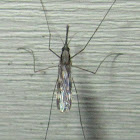 Woodland Malaria Mosquito female