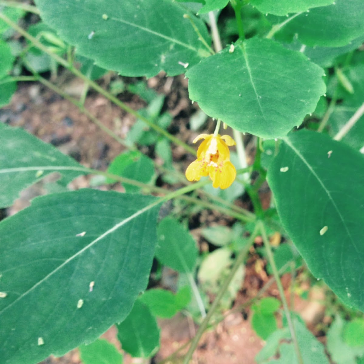 Jewelweed or Pale Touch-Me-Not