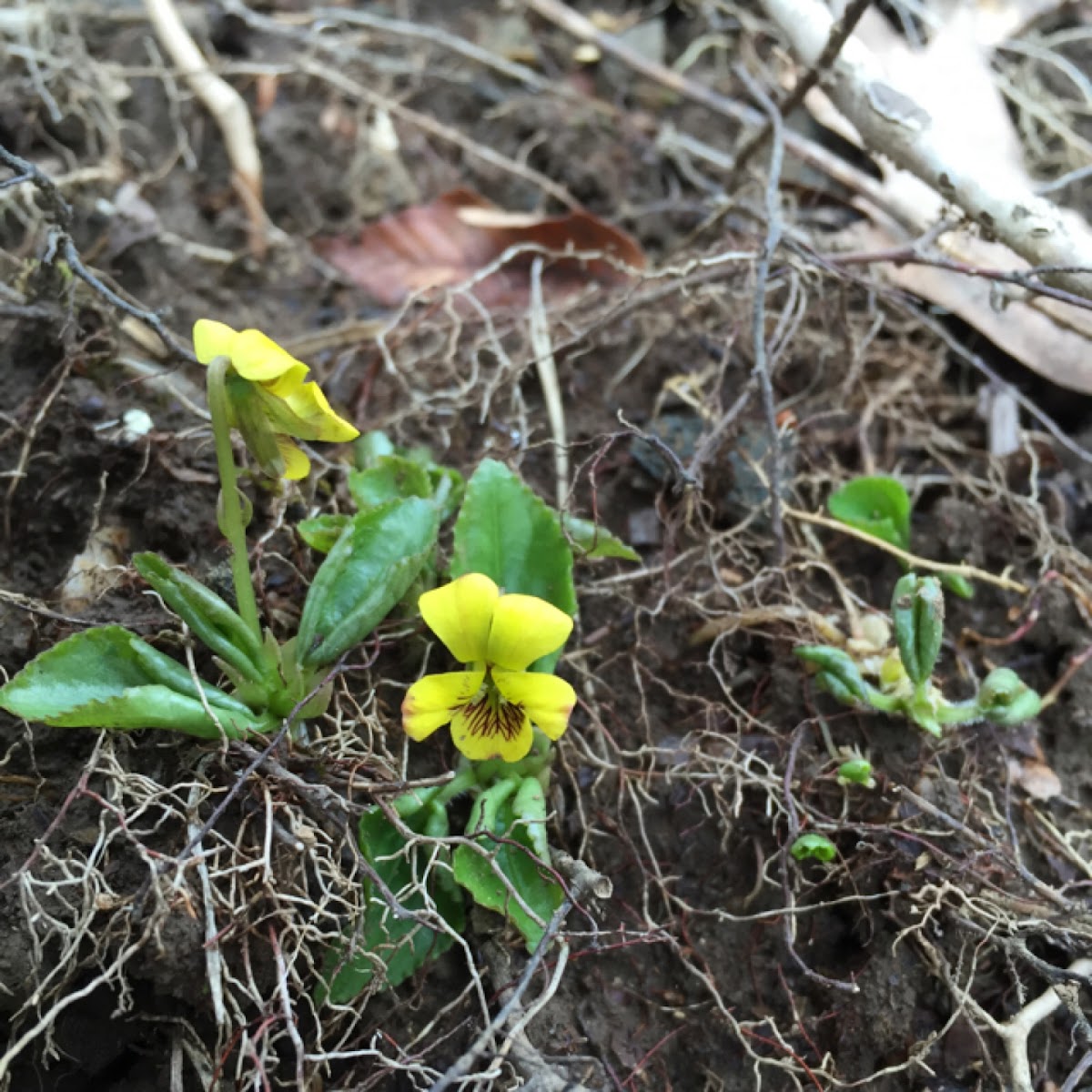 Roundleaf Yellow Violet