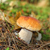 Chippewa Boletus