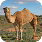 Camel Sounds  Icon