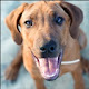 Rhodesian Ridgeback Themes & New Tab