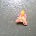 Rosy Maple Moth