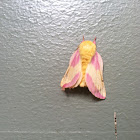 Rosy Maple Moth