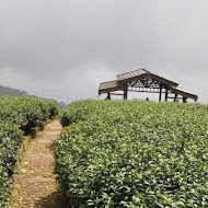 嘉義梅山二尖山休閒茶園