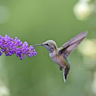 Rufous Hummingbird