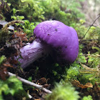 Violet poach fungus