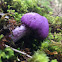 Violet poach fungus