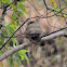 jungle owlet, or barred jungle owlet,