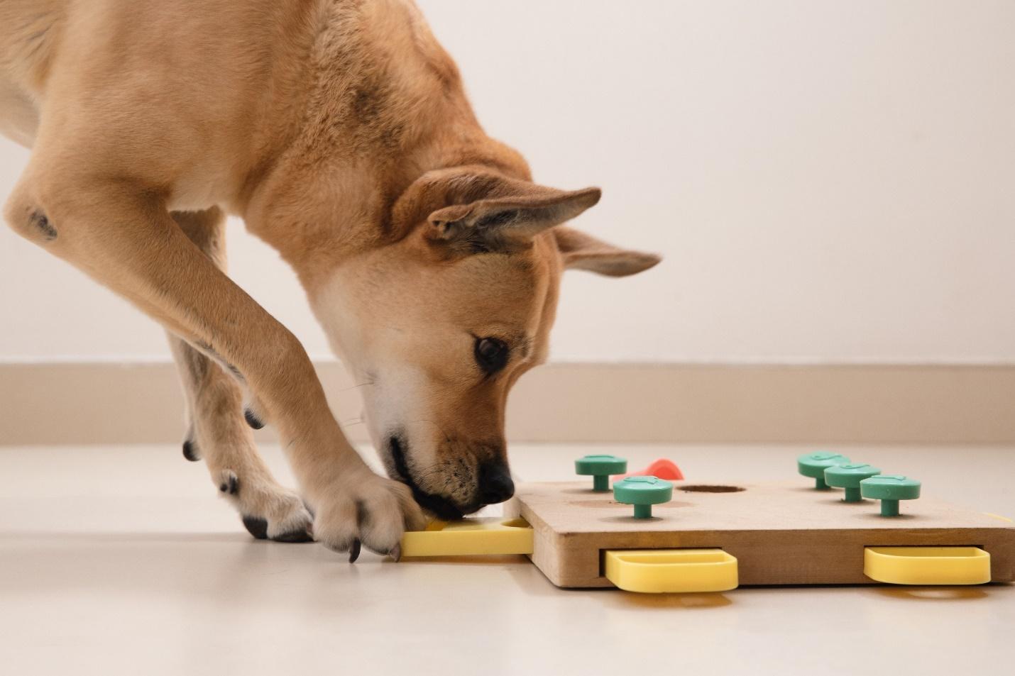 The 8 Best Dog Puzzle Toys of 2023