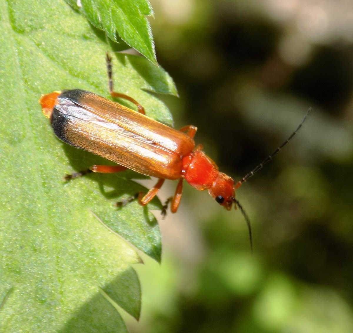 The common red soldier beetle