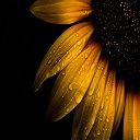 Water Dew on Sunflower Theme