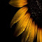 Item logo image for Water Dew on Sunflower Theme