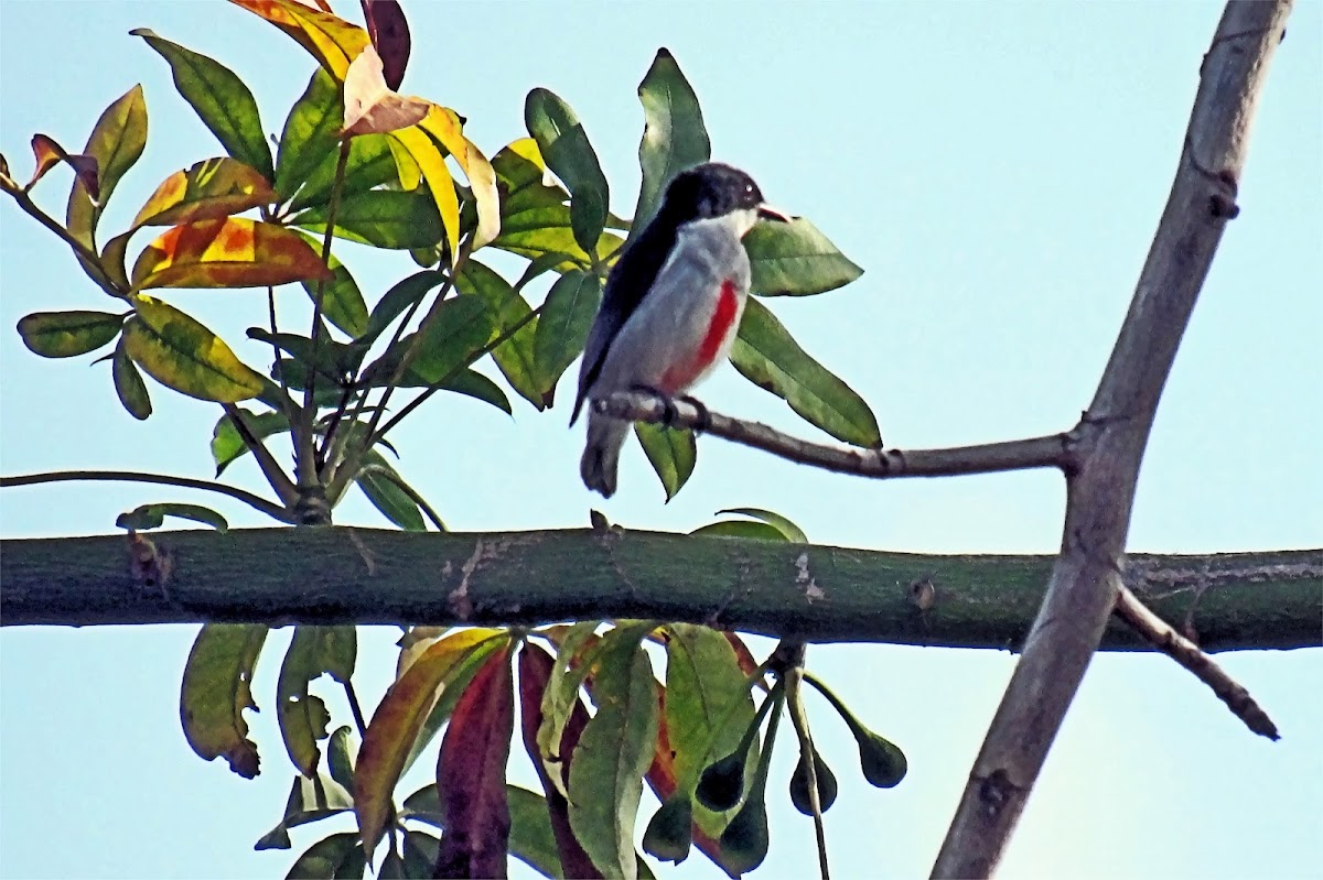 Red-keeled Flowerpecker