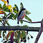 Red-keeled Flowerpecker