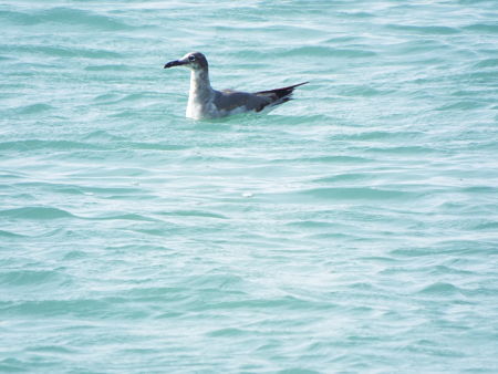 Laughing Gull