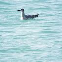 Laughing Gull