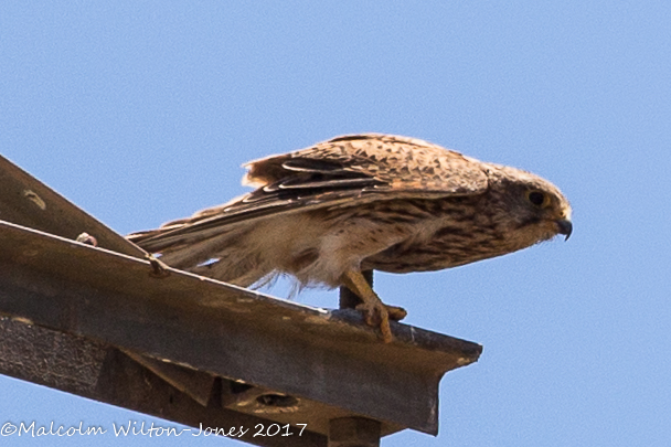 Kestrel; Vernícalo Real