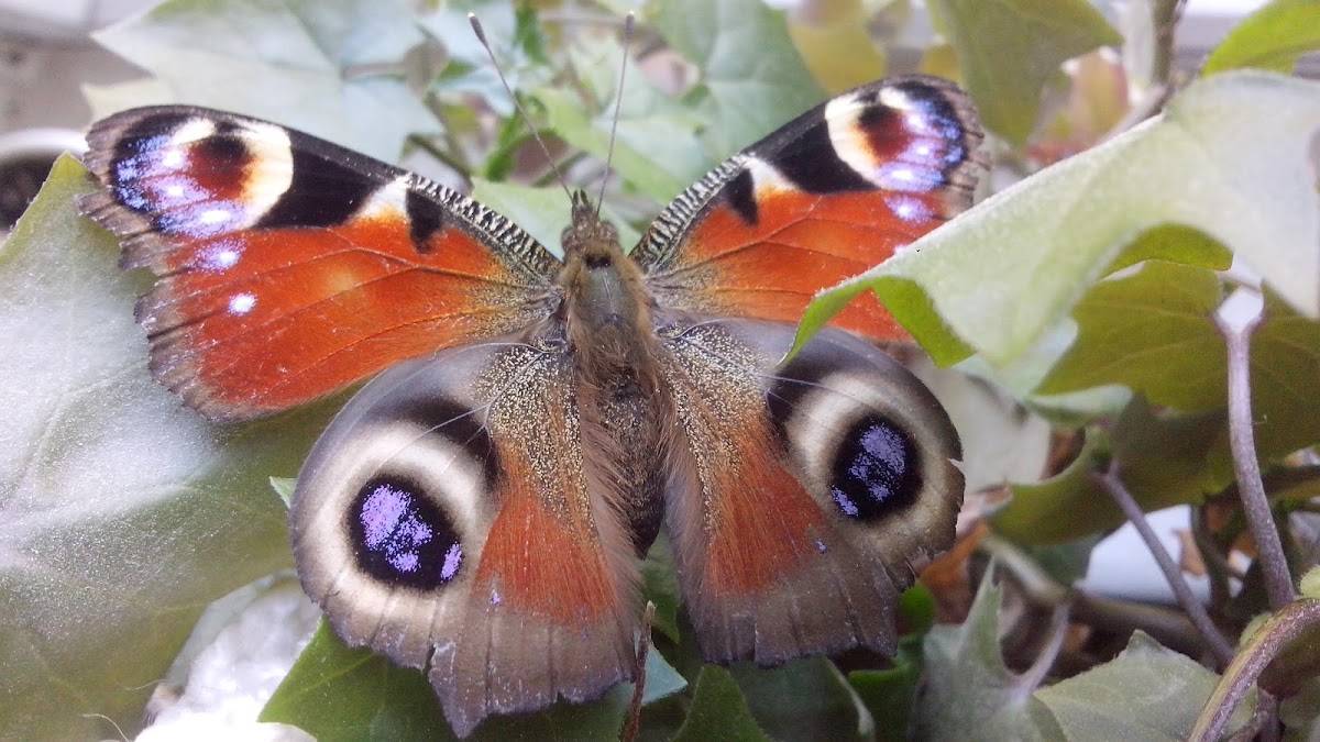 The European Peacock(Peacock butterfly )/ Павлиний глаз(дневной)