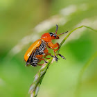 Escarabajo (Beetle)