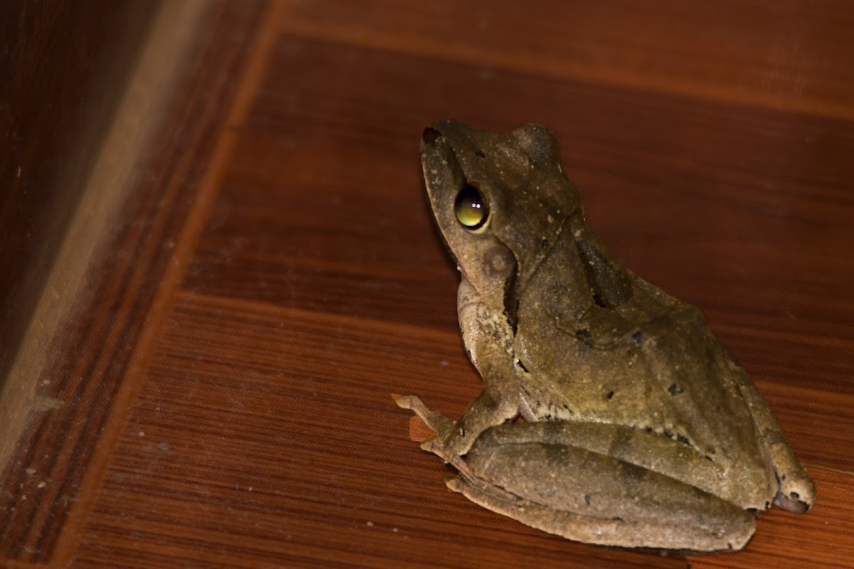 Dark Eared Tree Frog