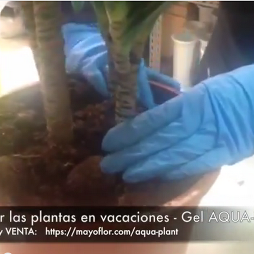 Cómo regar las plantas en vacaciones