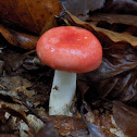 Vomiting russula