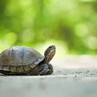 Three-Toed Box Turtle