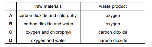Plants manufacture their own supplies of carbohydrate. What are 