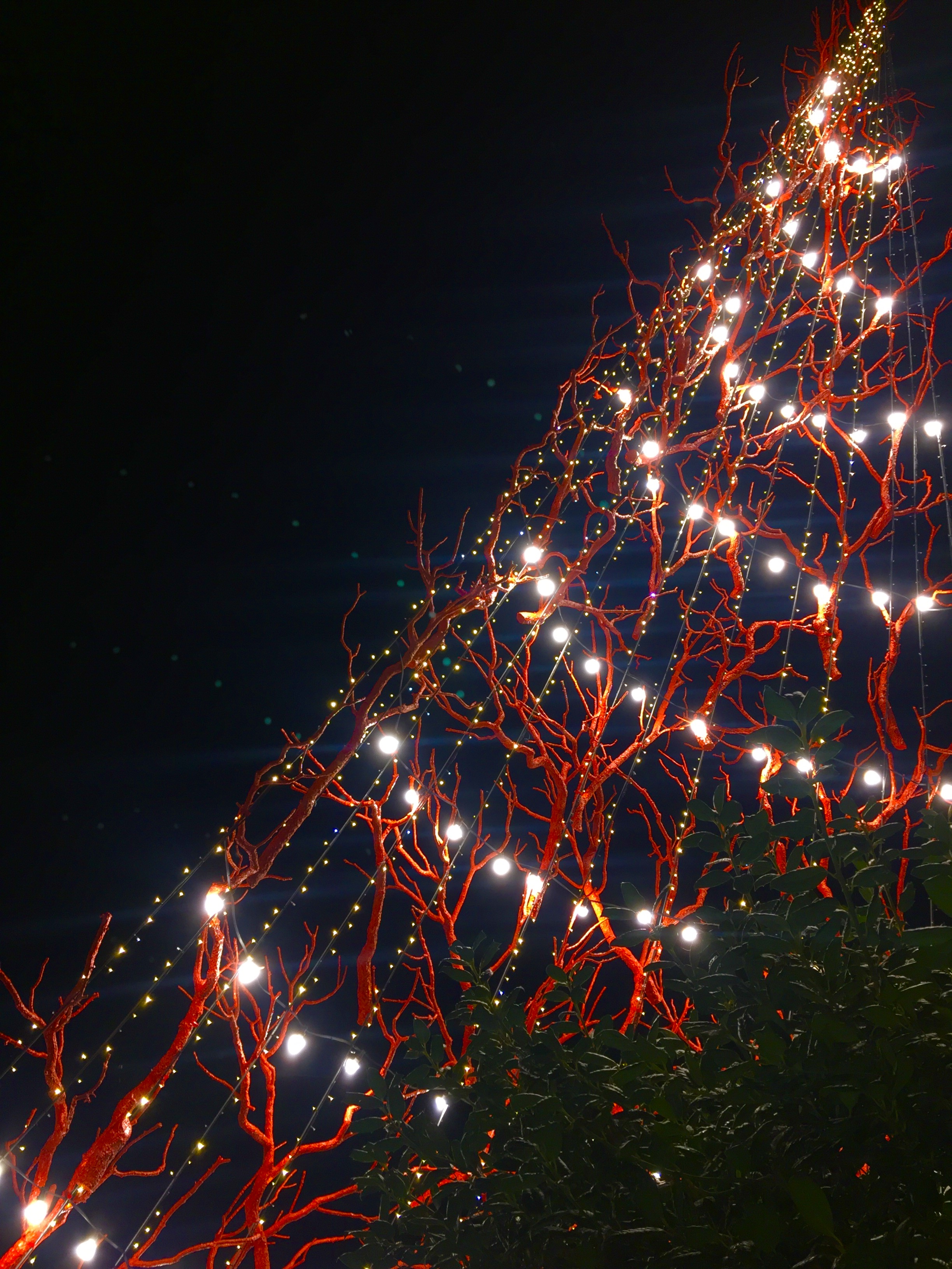 Luci tra i coralli. di Diamante