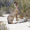 Black-tailed Jackrabbit