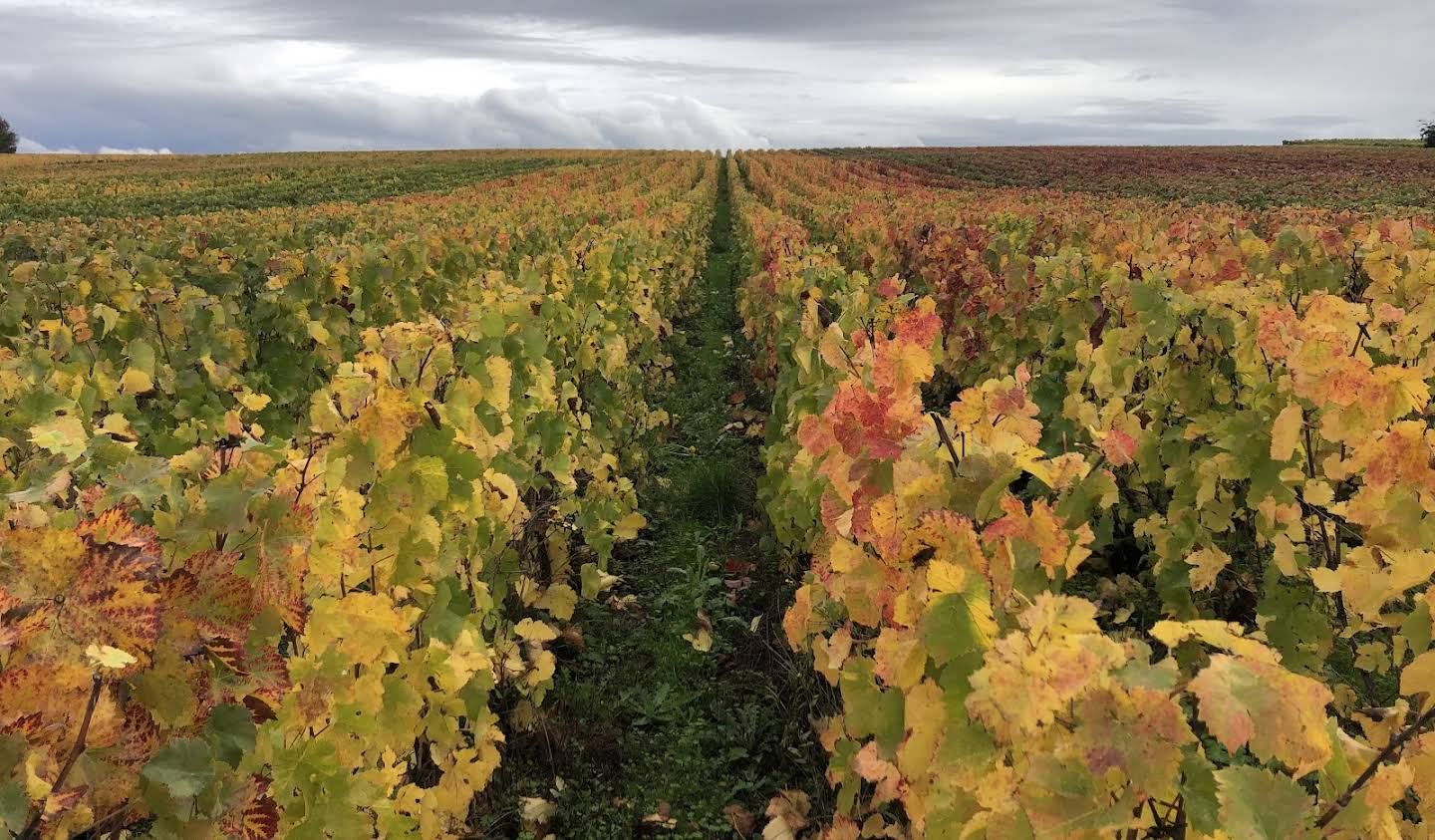 Vignoble Epernay