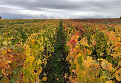 Vignoble 2