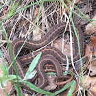 Garter snake